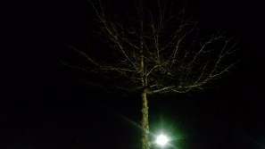 Full Moon Tree