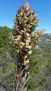 Yucca Blossom